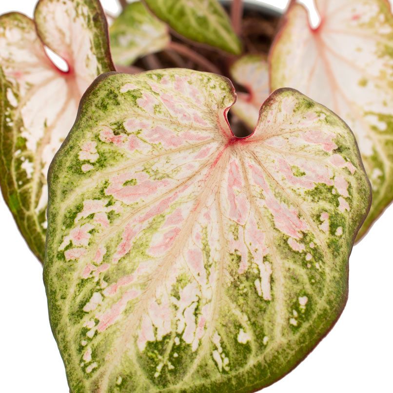 Caladium blad