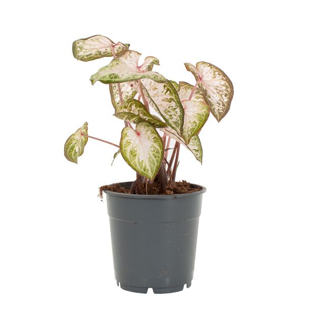 Caladium pink gem