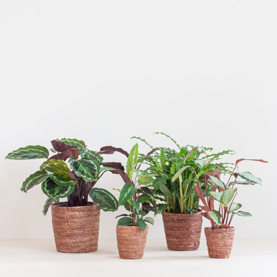 Schaduw Plantenbox (4 stuks)
