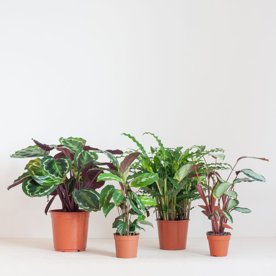 Schaduw Plantenbox (4 stuks)