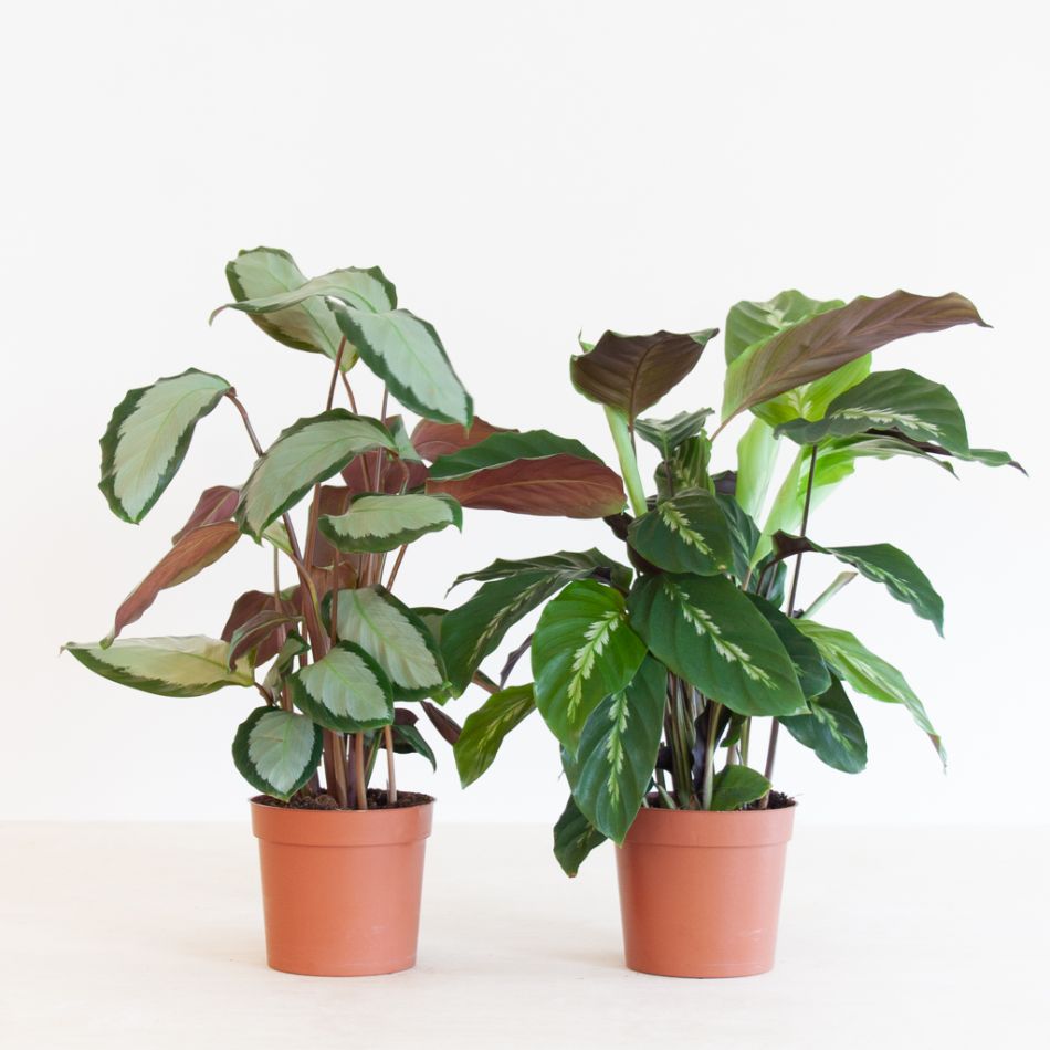 Calathea Duo incl. bio potten - P12