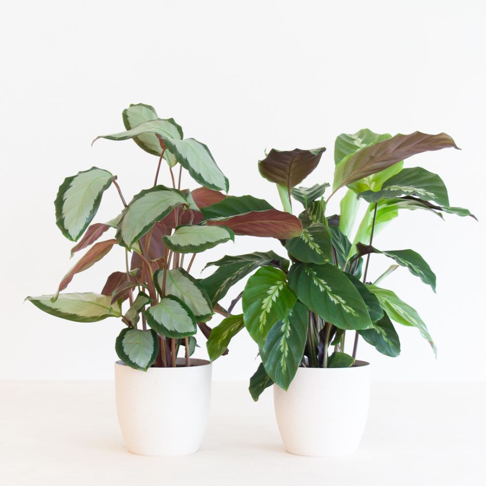 Calathea Duo incl. bio potten - P12