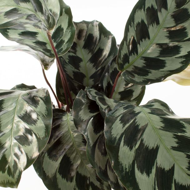 Calathea Kennedy