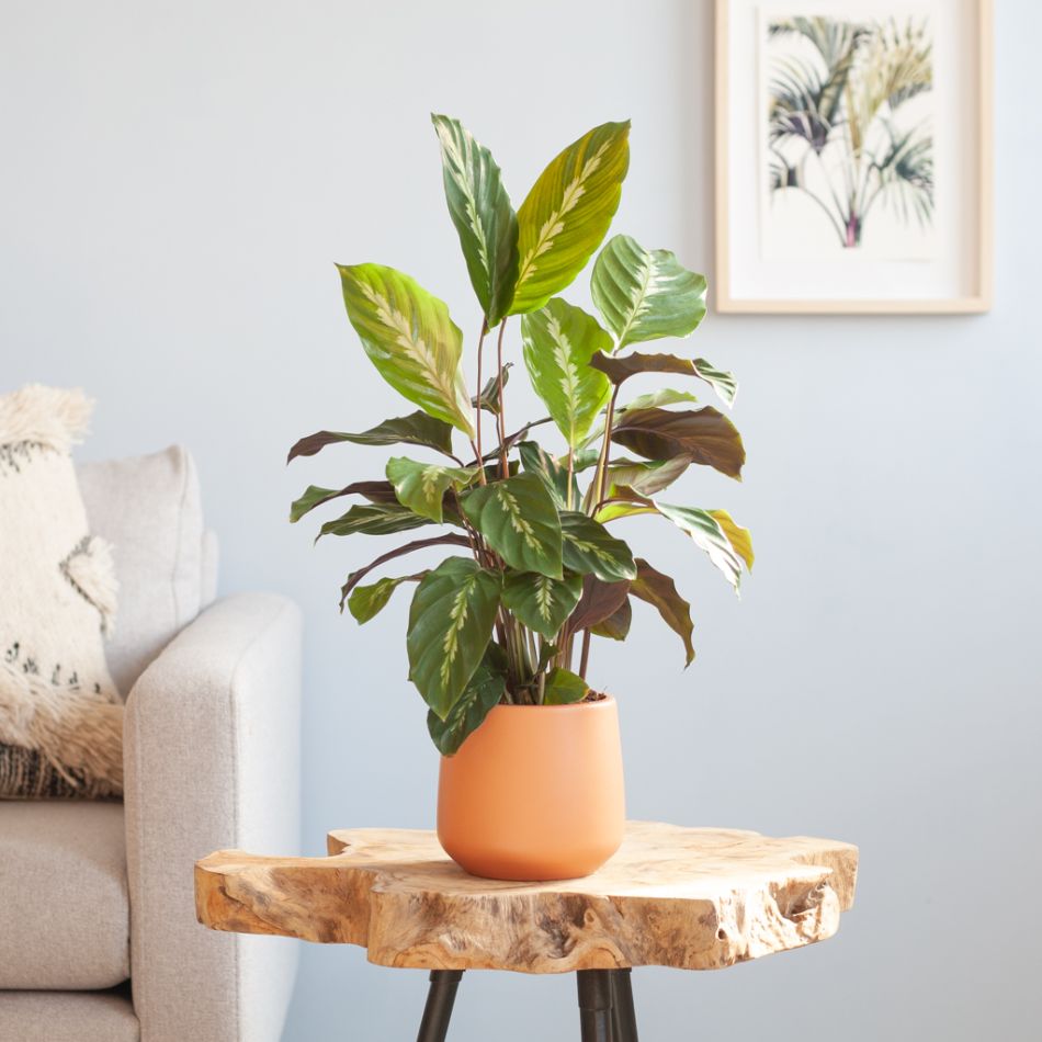 Calathea-Maori-Queen-p12-Lifestyle