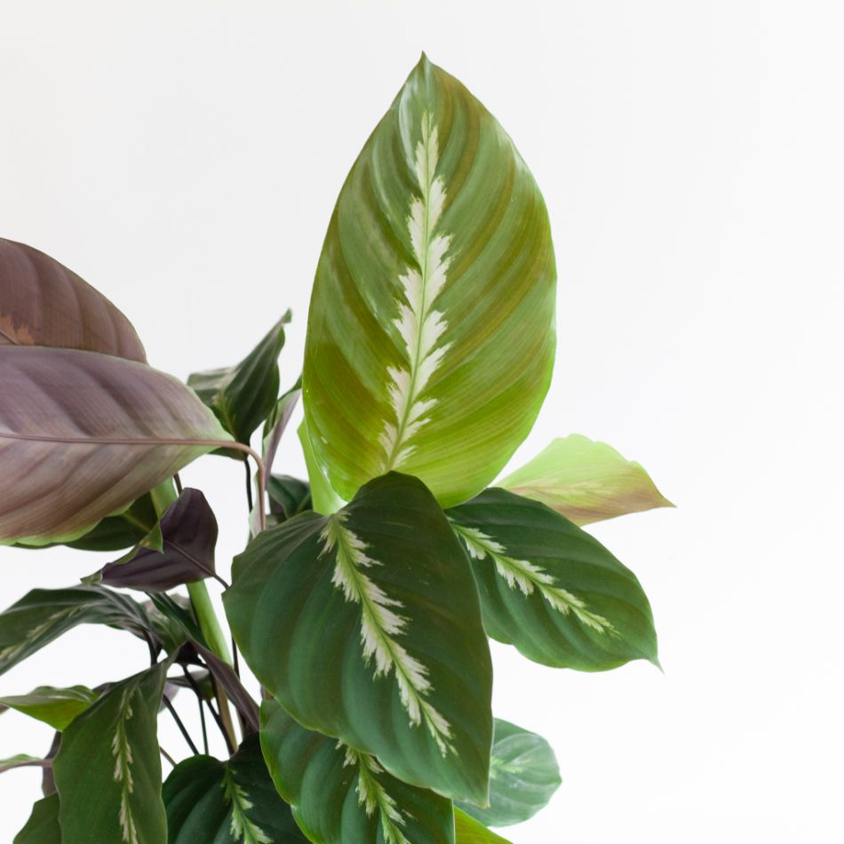 Calathea Maui Queen - P12