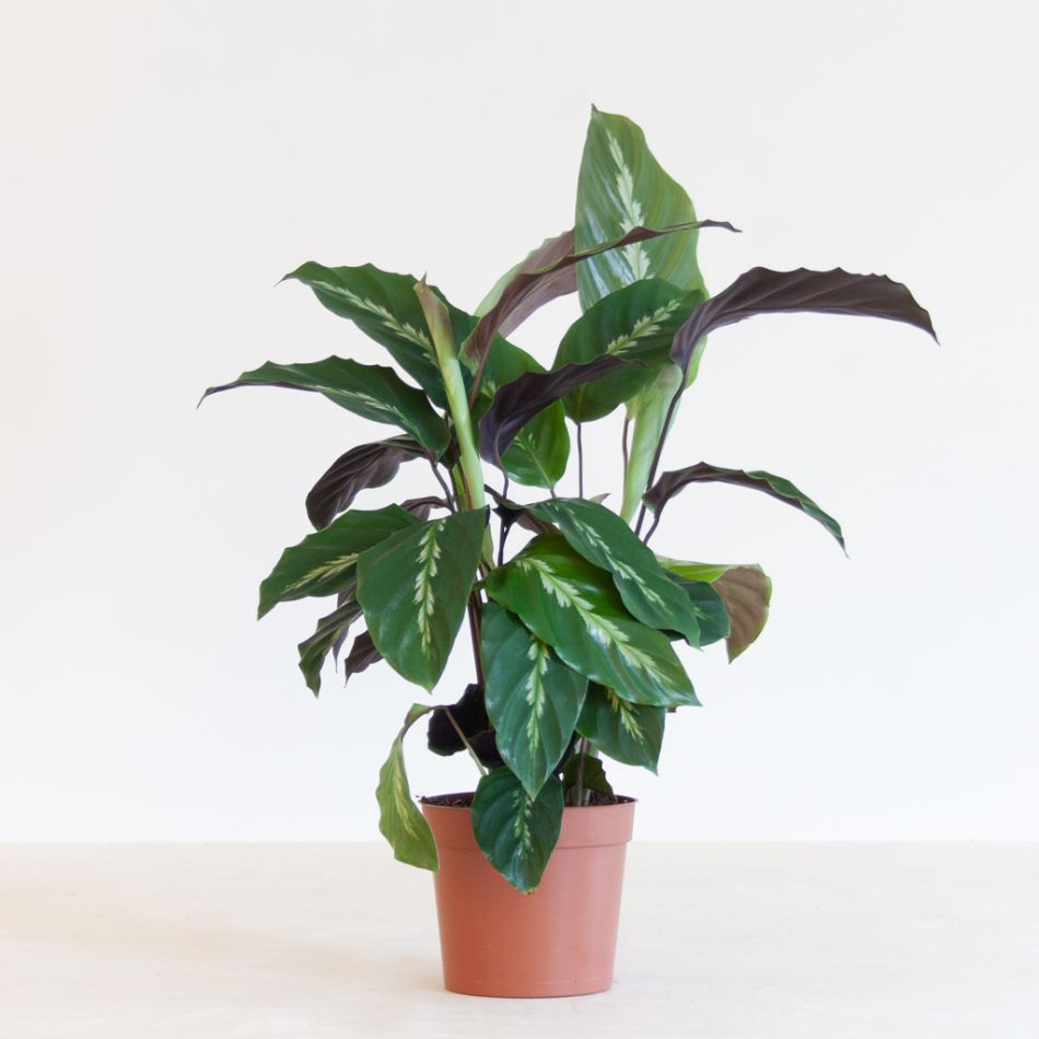Calathea Maui Queen - P12