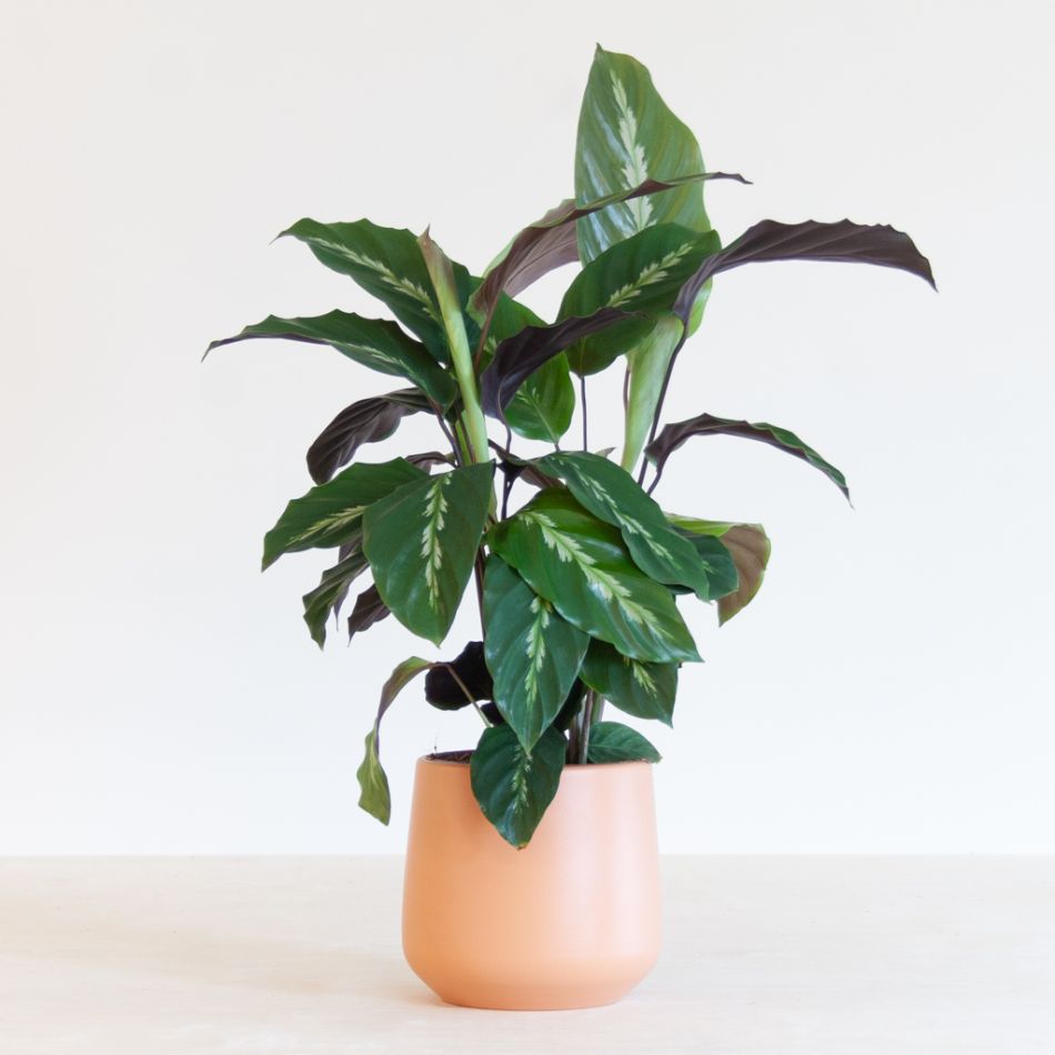 Calathea Maui Queen - P12