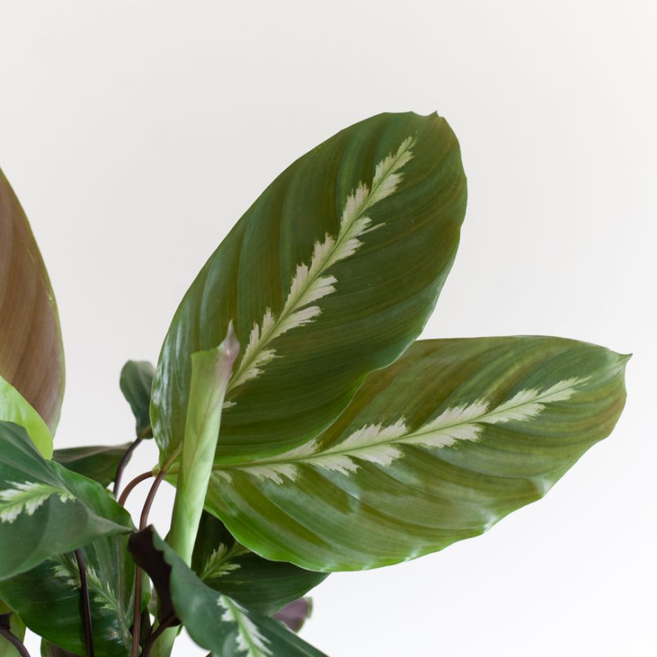 Calathea Duo incl. bio potten - P12