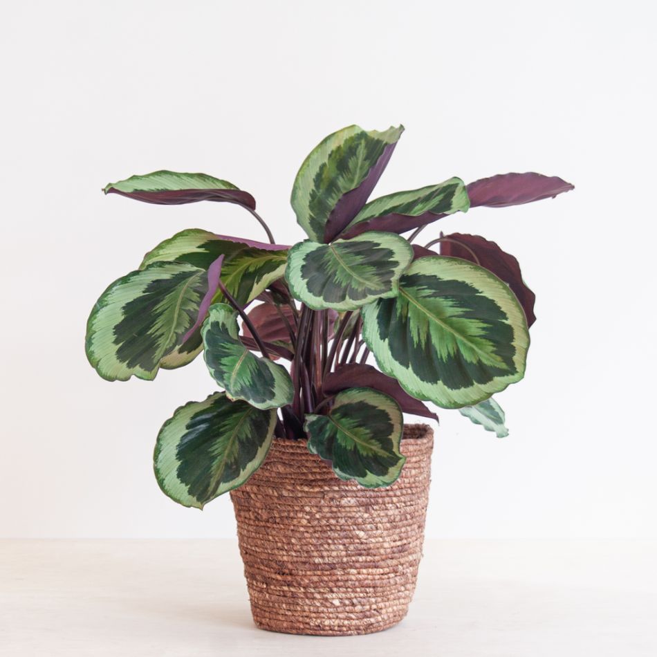 Calathea Medaillon - P19
