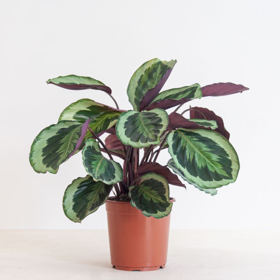 Calathea Medaillon - P19