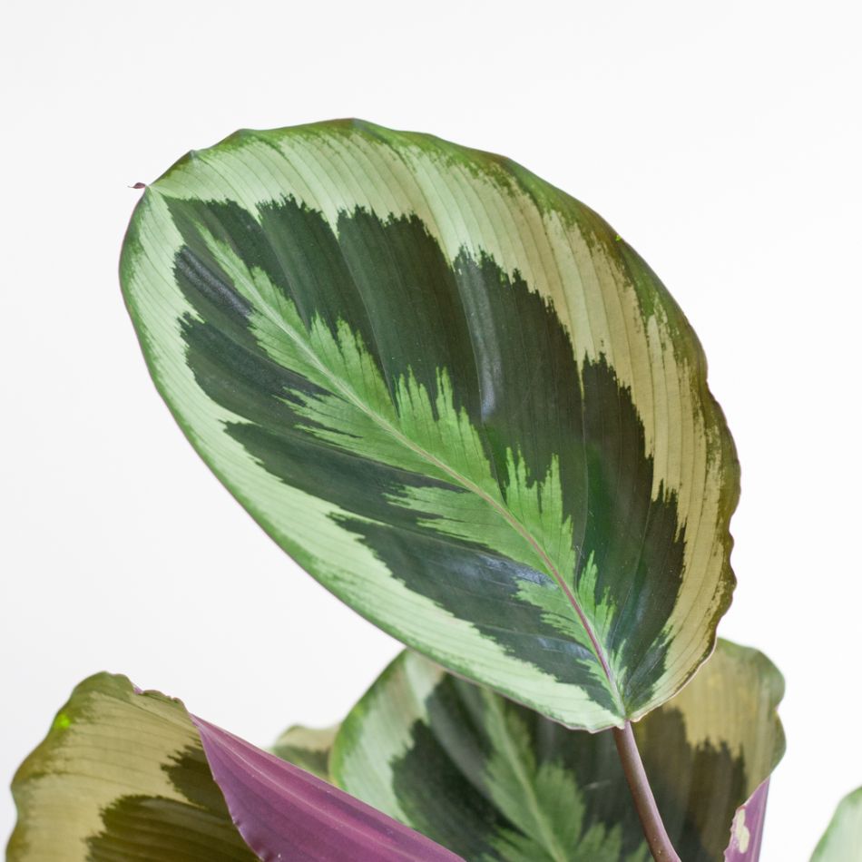 Calathea Medaillon - P19