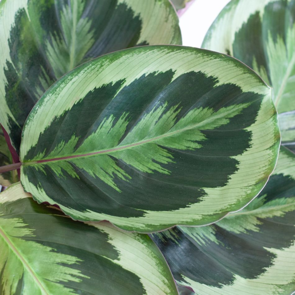 Calathea Medaillon - P19