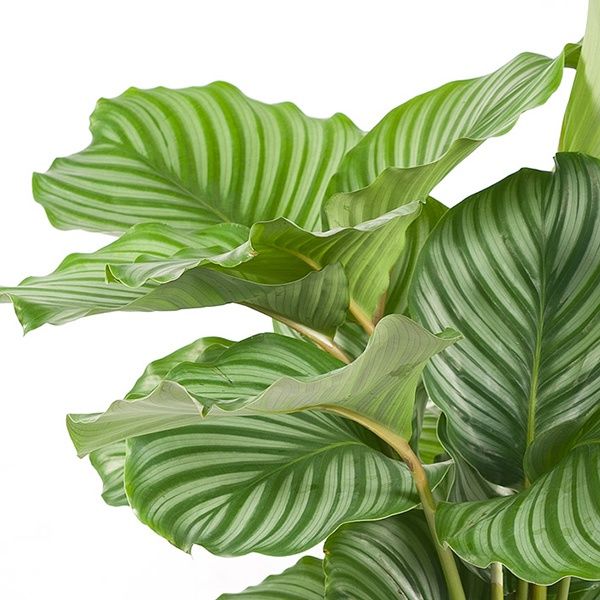 Calathea orbifolia verzorging