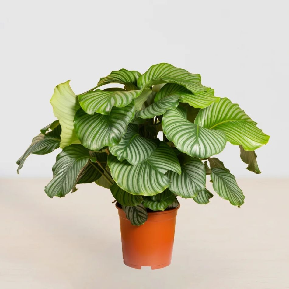 Grote Calathea