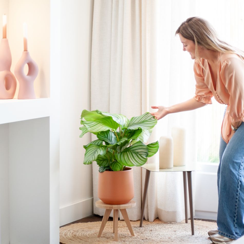 Calathea Orbifolia schaduwplant