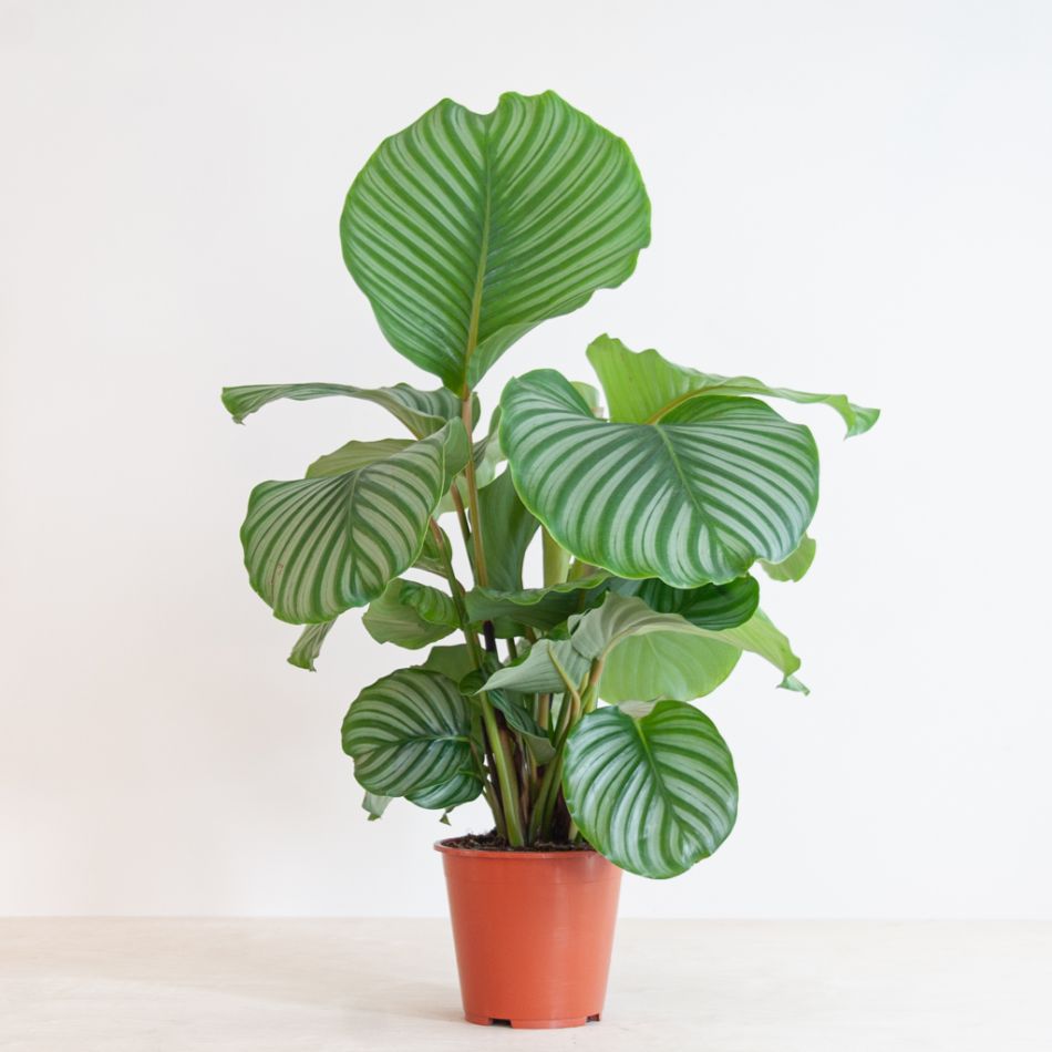 Calathea Orbifolia - Schaduwplant - P19