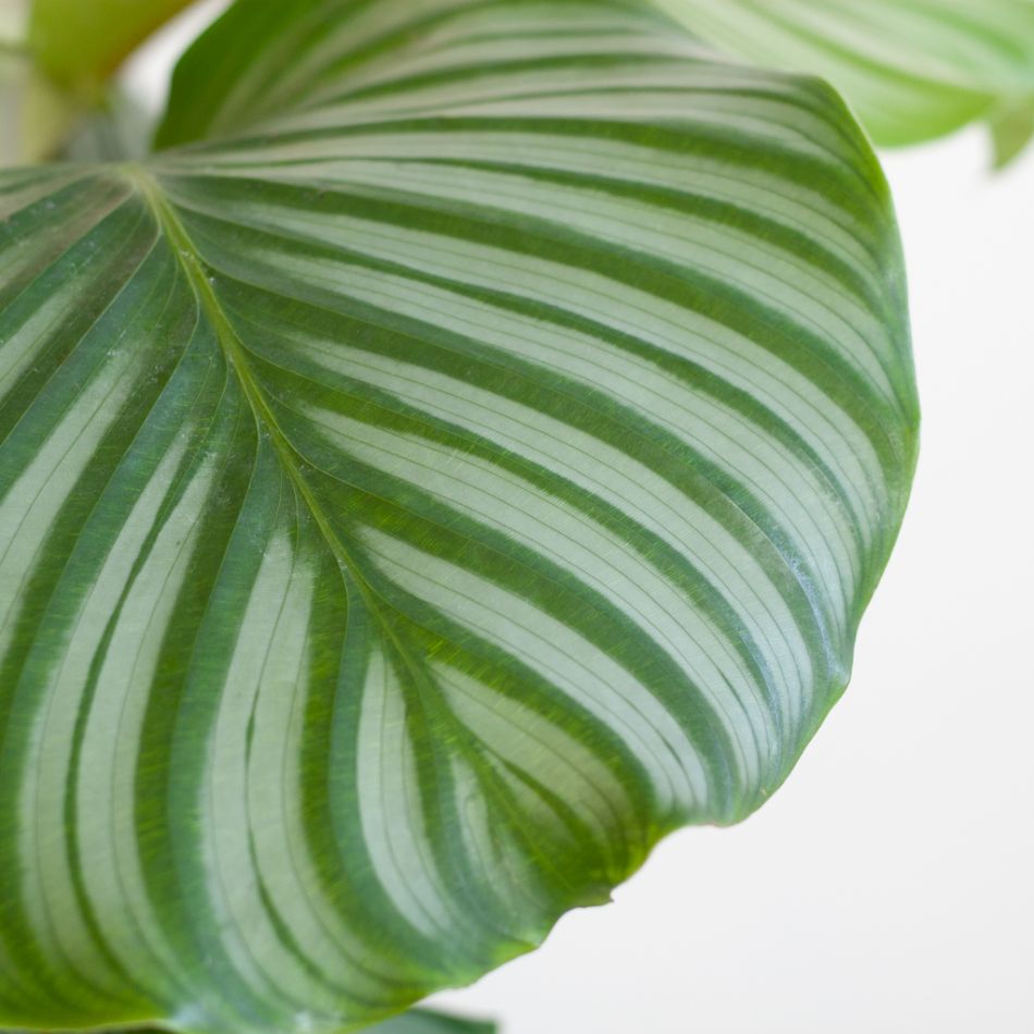 Calathea Orbifolia - Schaduwplant - P19