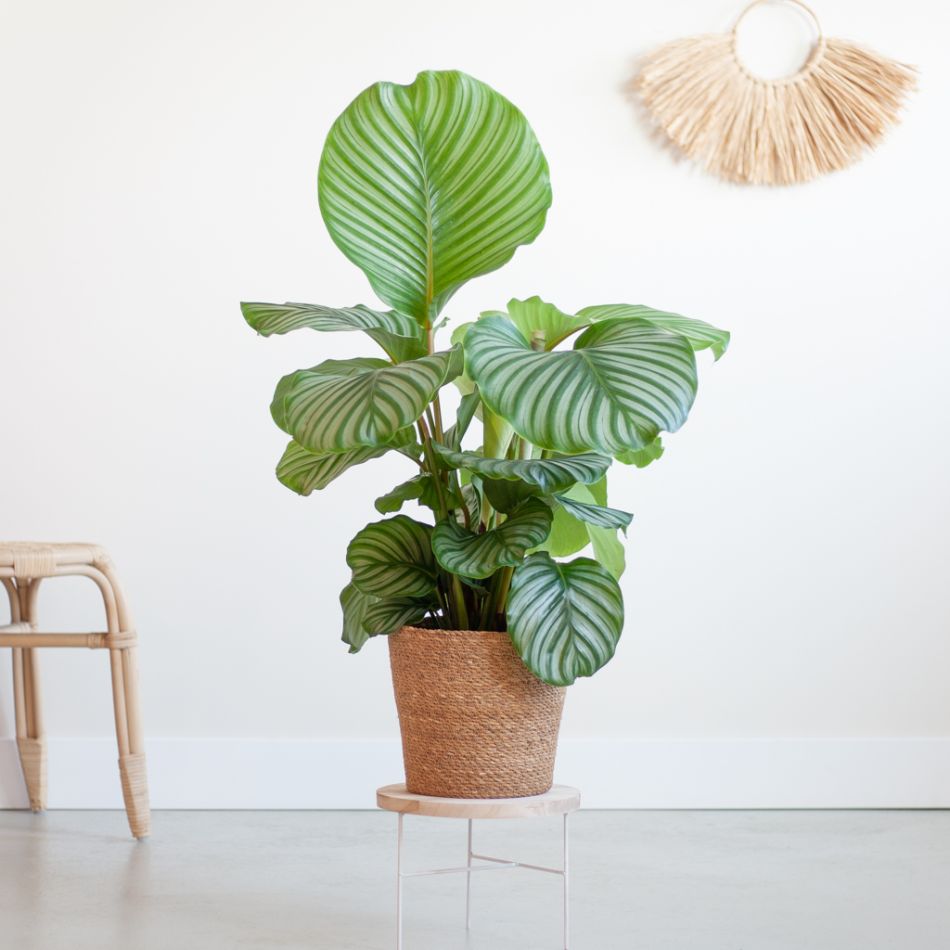 Calathea-Orbifolia-p19-Lifestyle