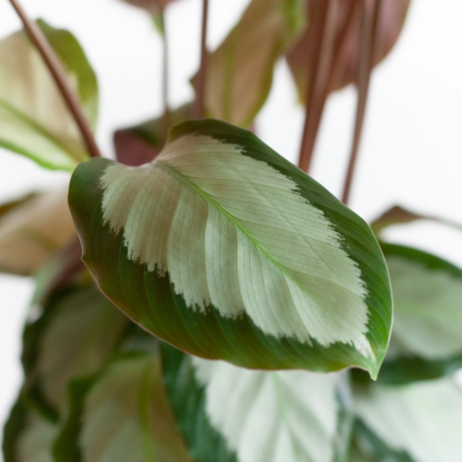 Calathea Duo incl. bio potten - P12
