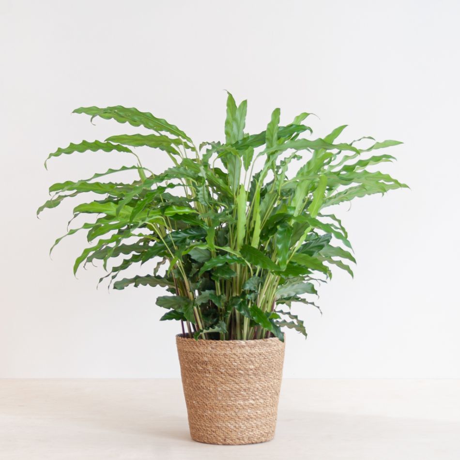 Calathea Rufibarba - Schaduwplant - P17