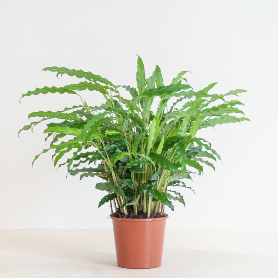 Calathea Rufibarba - Schaduwplant - P17