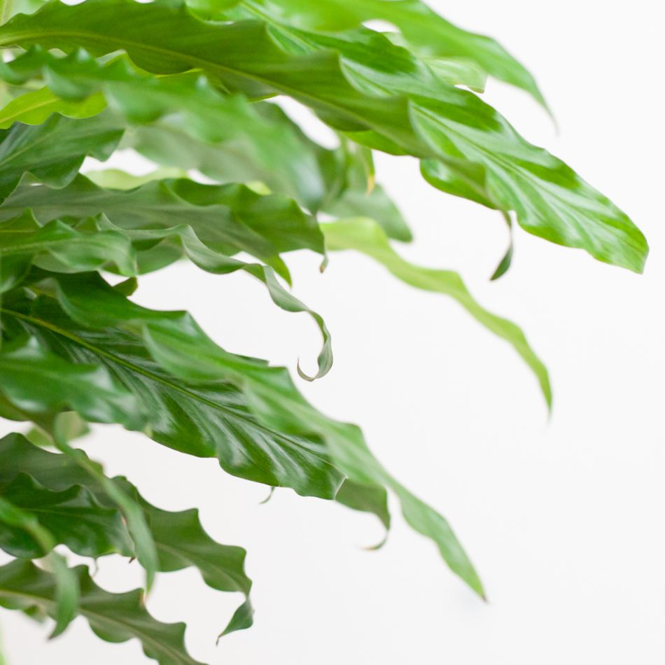 Calathea Rufibarba - Schaduwplant - P17