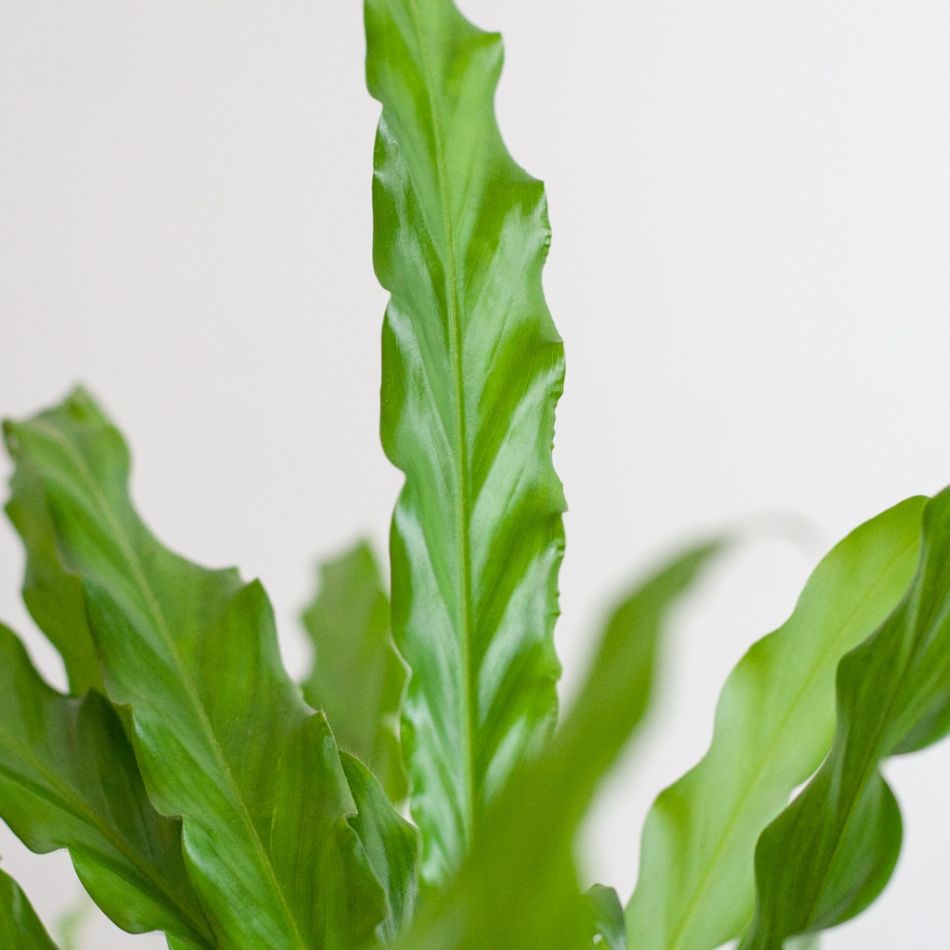 Calathea-Rufibarba-Green-p17-6 2