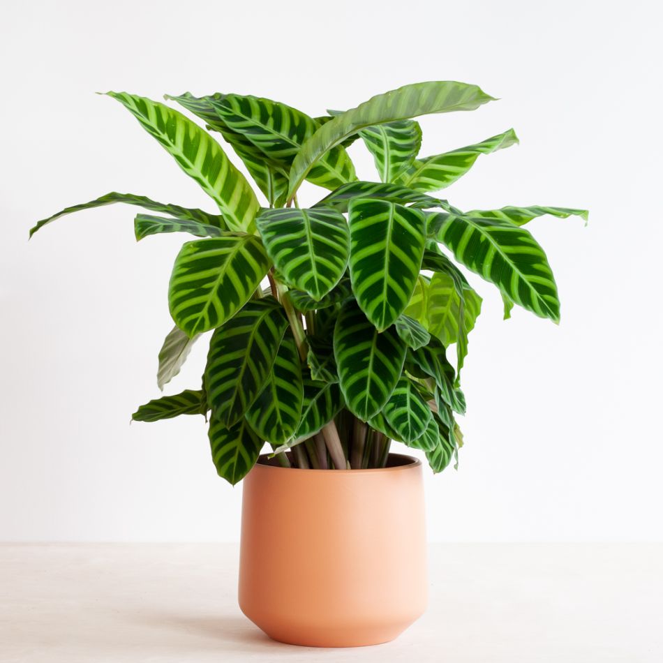 Calathea Zebrina - Zebraplant - P19