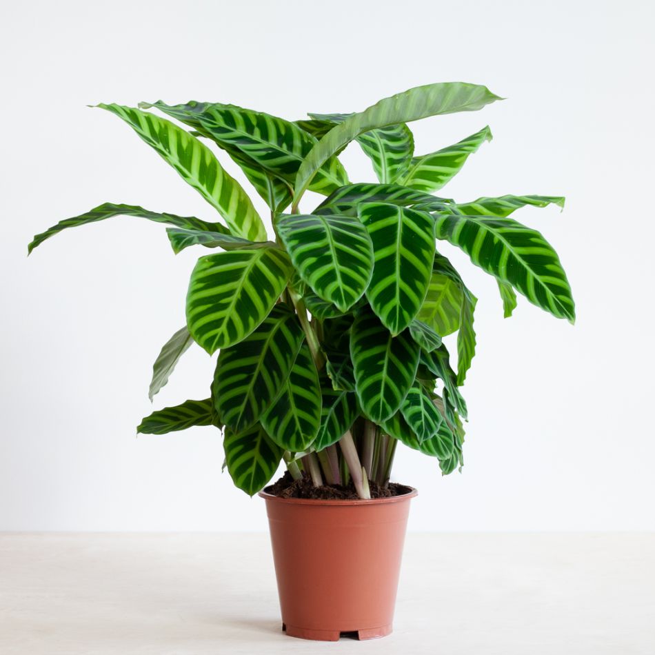 Calathea Zebrina - Zebraplant - P19