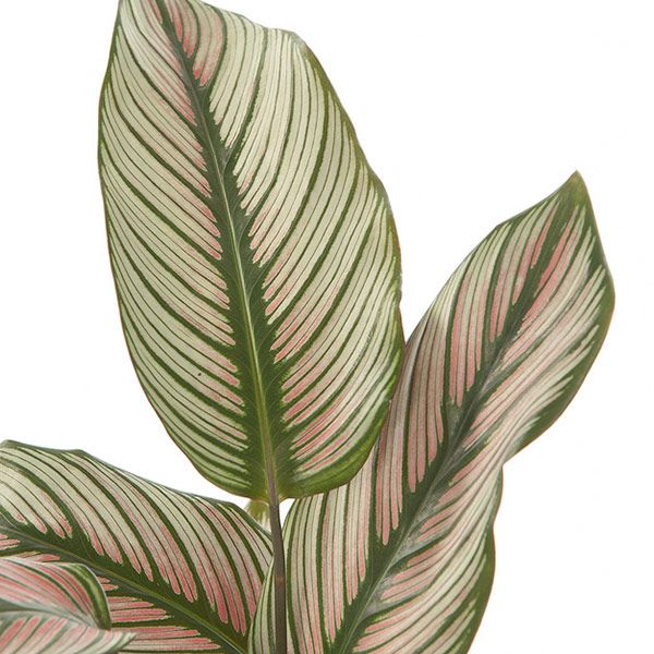 Calathea majestica white star