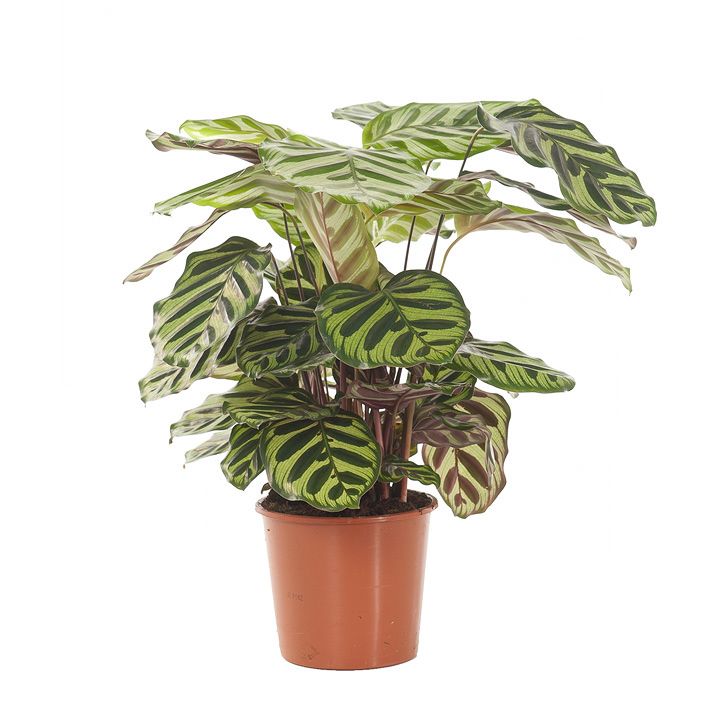 Calathea Makoyana plant
