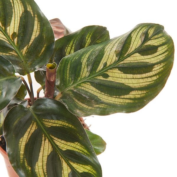 calathea makoyana