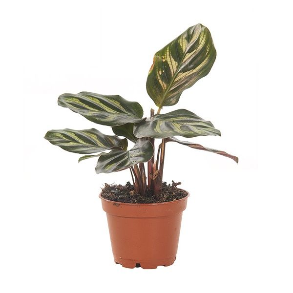 mini calathea
