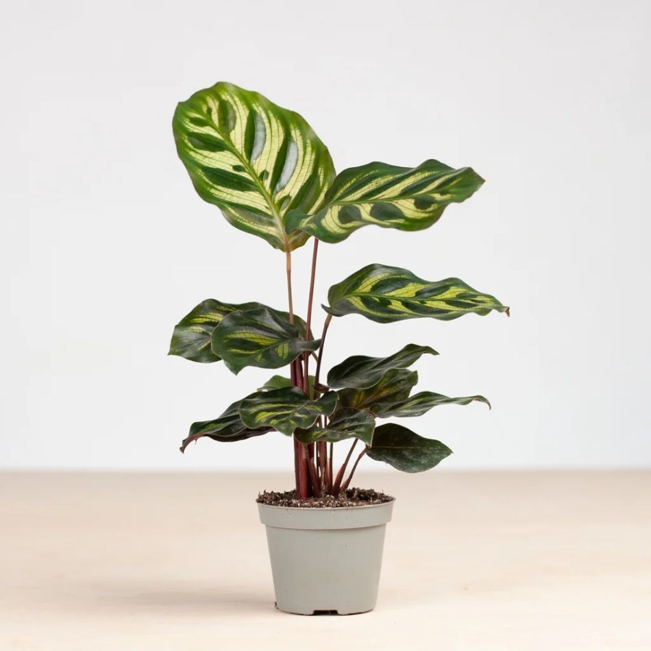 Calathea makoyana plantje