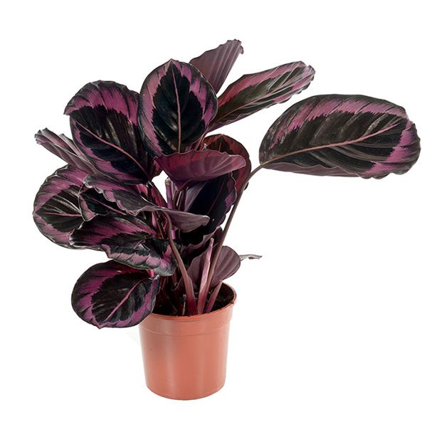 calathea roseopicta dottie
