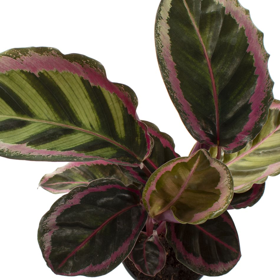 Calathea roseopicta