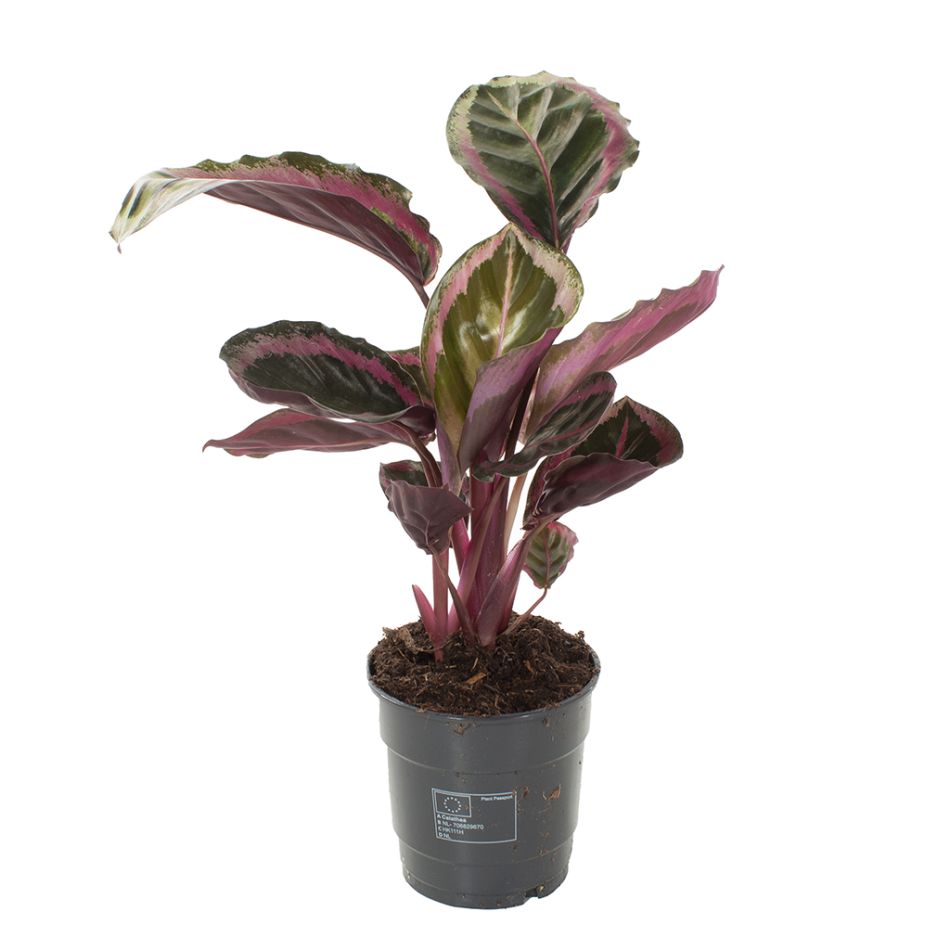 Calathea roseopicta angela