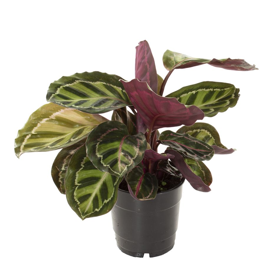 calathea roseopicta illustris