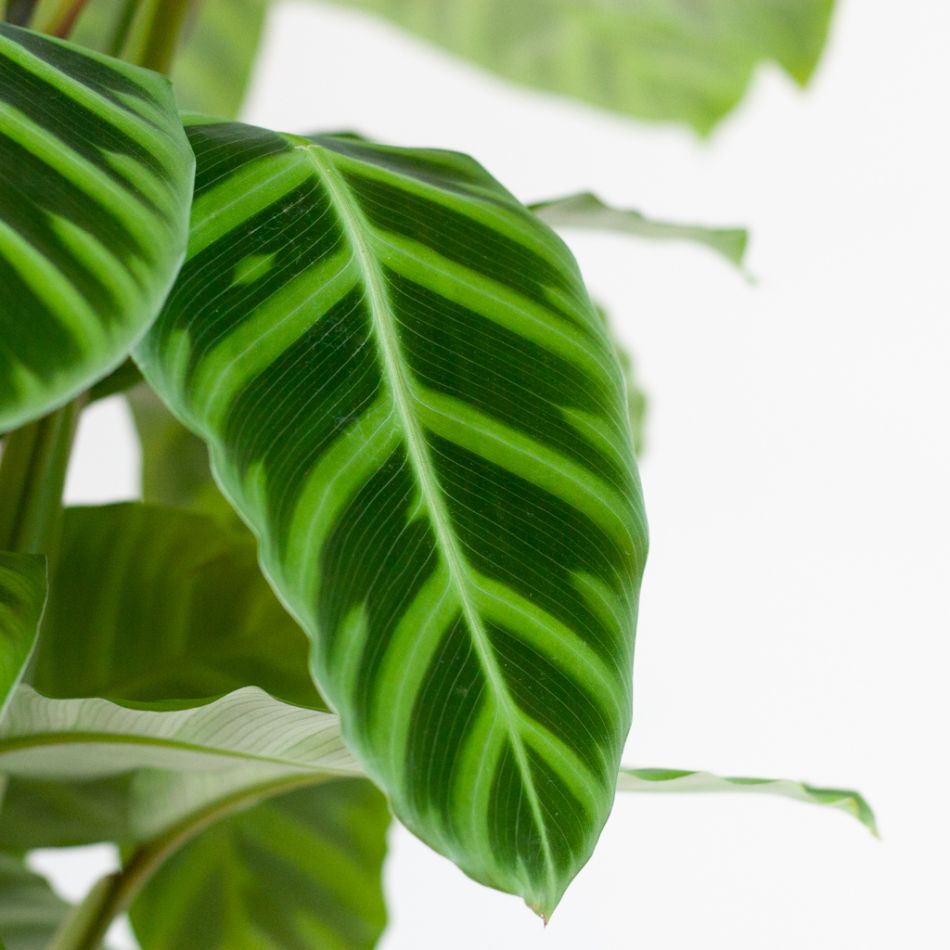 Calathea Zebrina - Zebraplant - P19