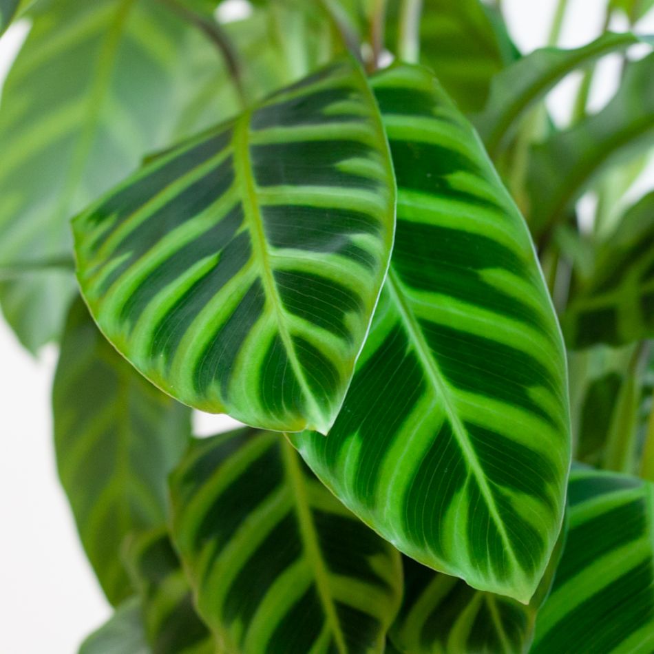 Calathea Zebrina - Zebraplant - P19