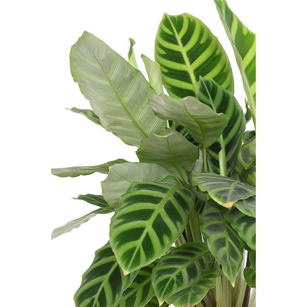 Calathea zebrina