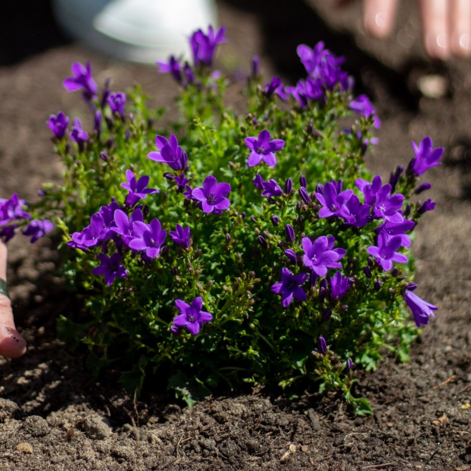 Campanula - Paarse Klokjesbloem - P11