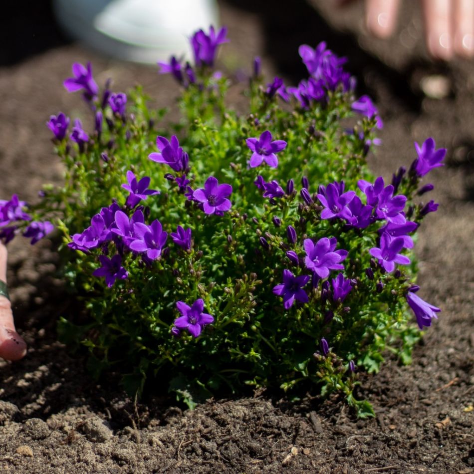 Campanula-Paarse-Klokjesbloem-1024-28 2