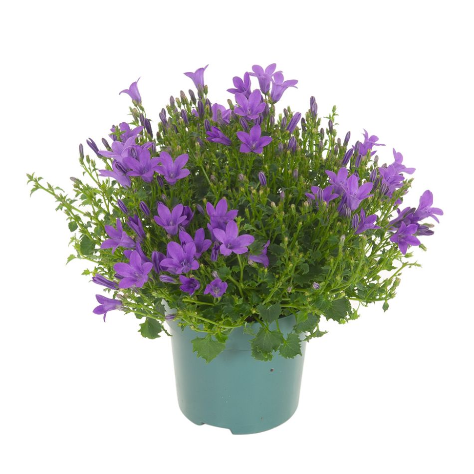 paarse klokjesbloem