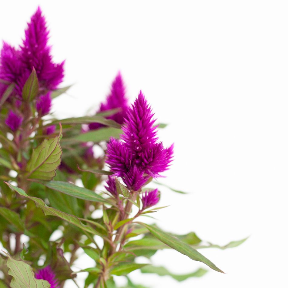 Celosia Deep Purple - P12