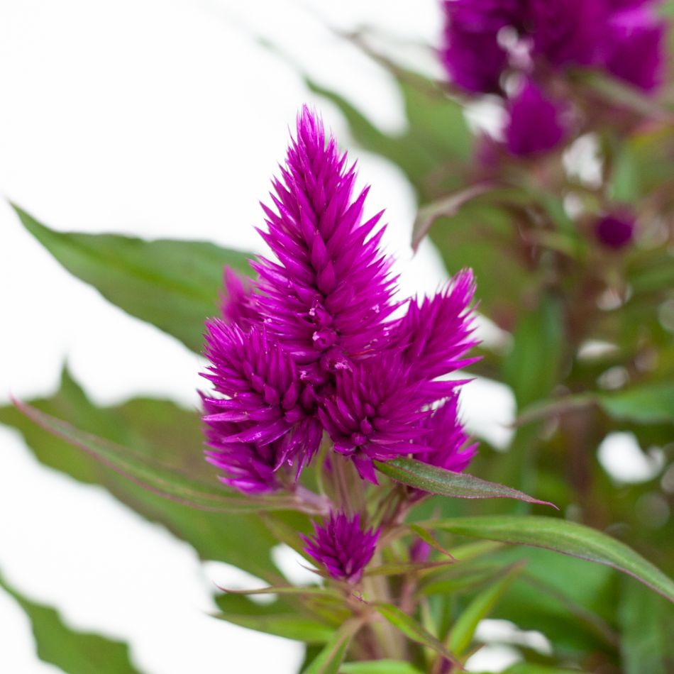 Celosia Deep Purple - P12