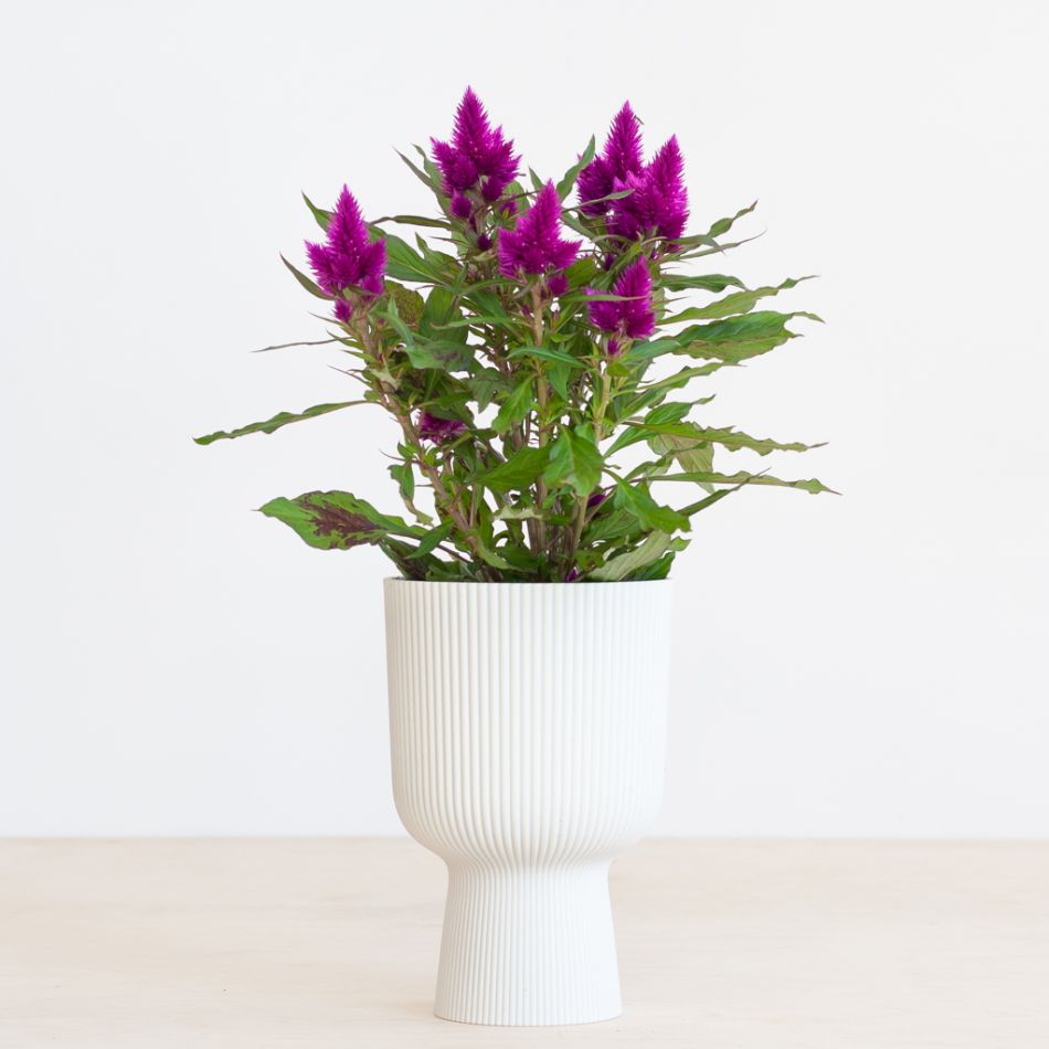 Celosia Deep Purple - P12
