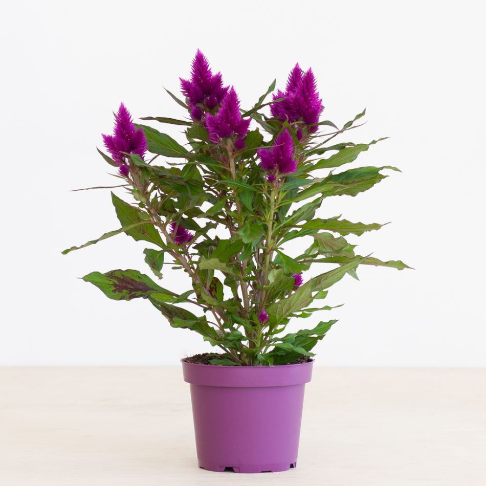 Celosia Deep Purple - P12
