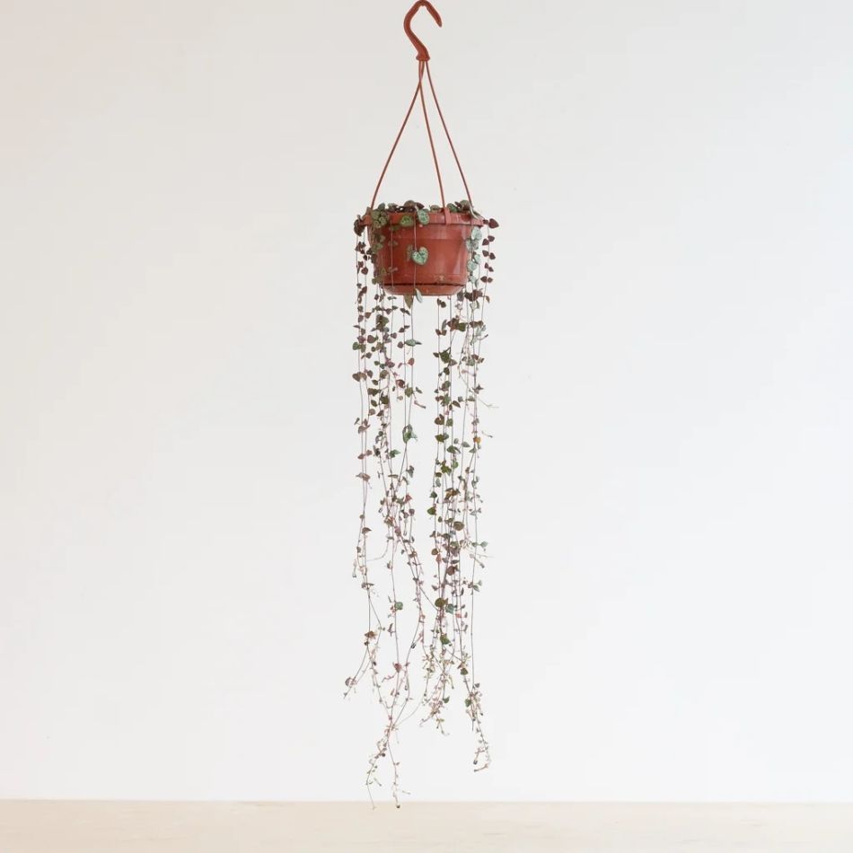 Ceropegia-Woodii-P14-1-1024