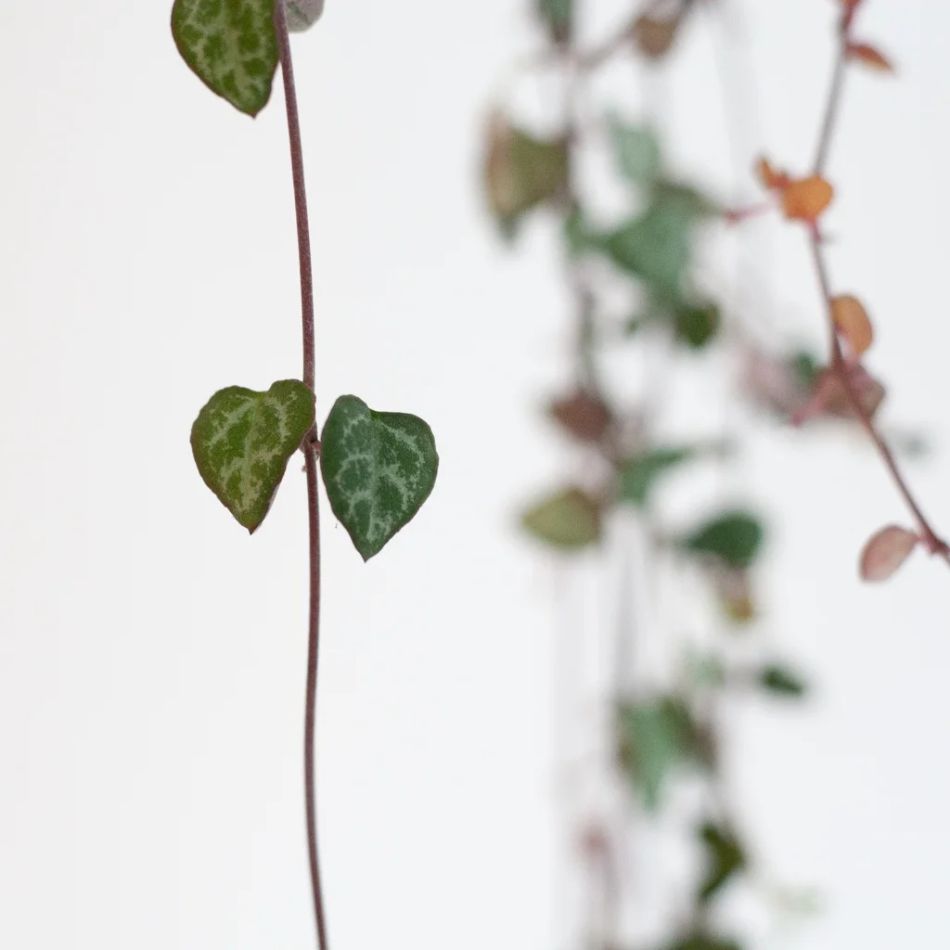 Ceropegia-Woodii-P14-4-1024